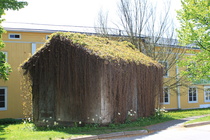 Olisikohan aika vähän karsia kasvustoa...